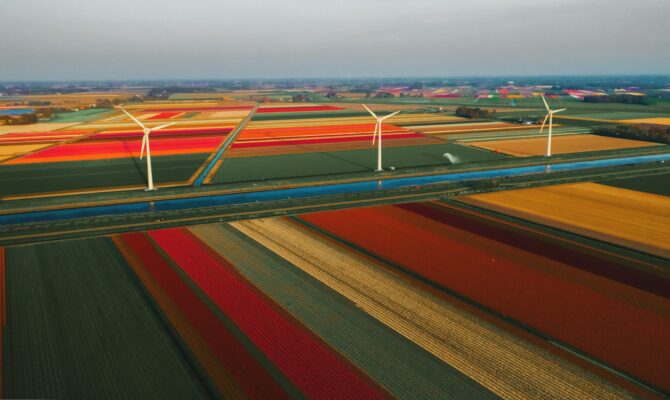 Tulip fields with windmills