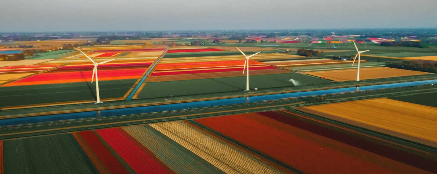 Tulip fields with wind mills